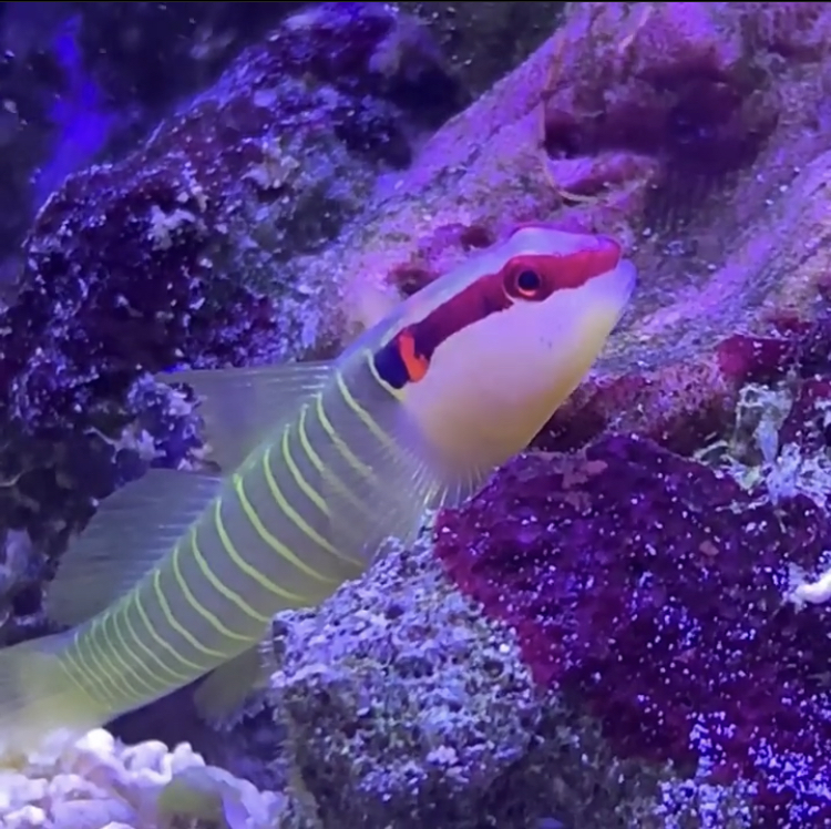 Favorite Nano Fish? | Reef2Reef