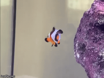 DDE2499E-01A7-4BA2-8846-E3AAC684935C.gif