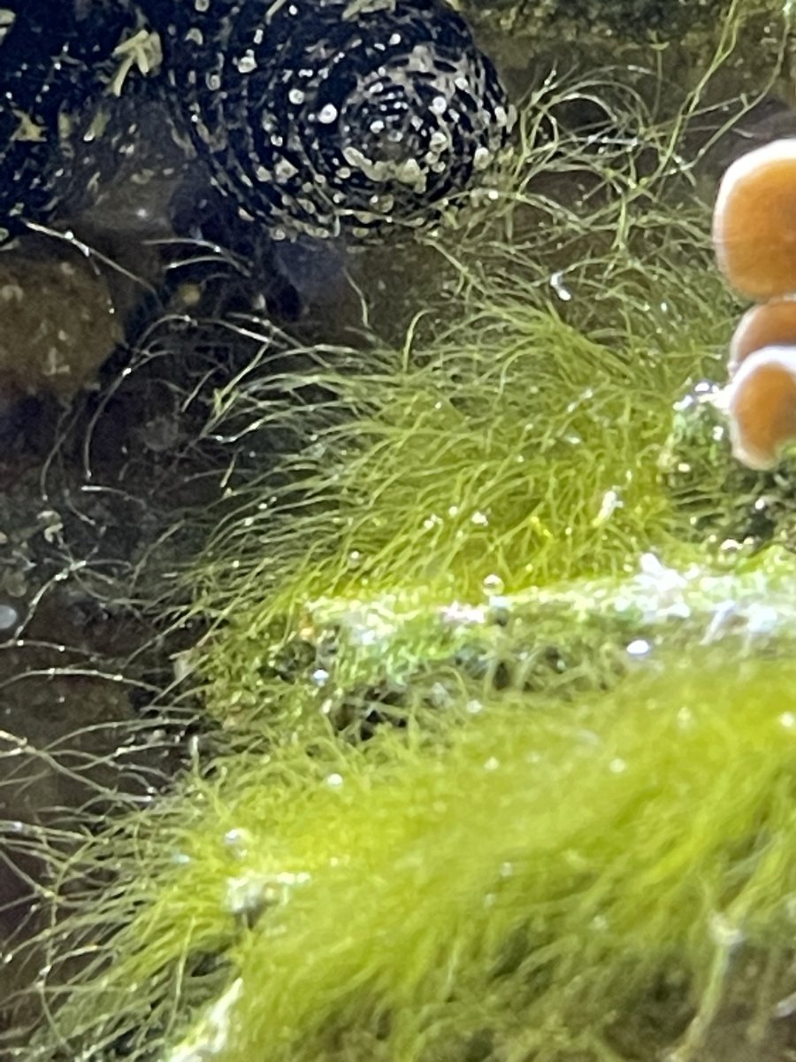 Bryopsis? | REEF2REEF Saltwater and Reef Aquarium Forum