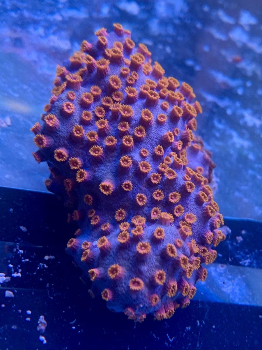 DE3F8772-E98D-4E26-A092-DC0E10C48E31.jpeg