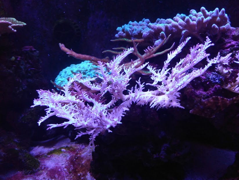 Dead Coral for New Lights.jpg