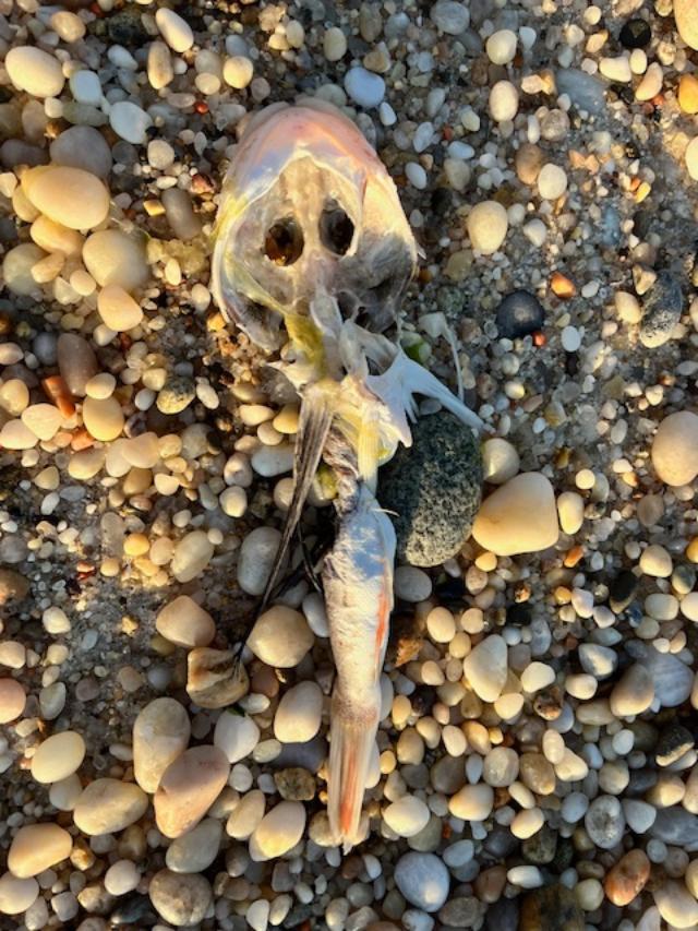 Dead Fish.jpg