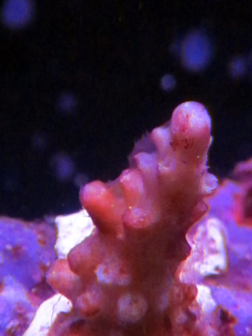 deadAcro?.jpg