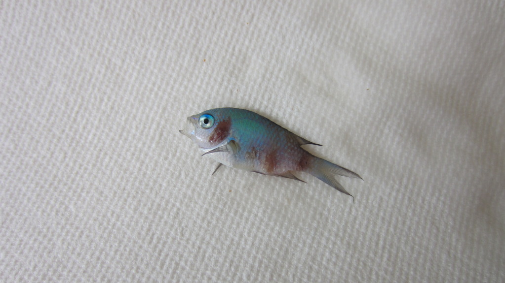 deadfish.jpg