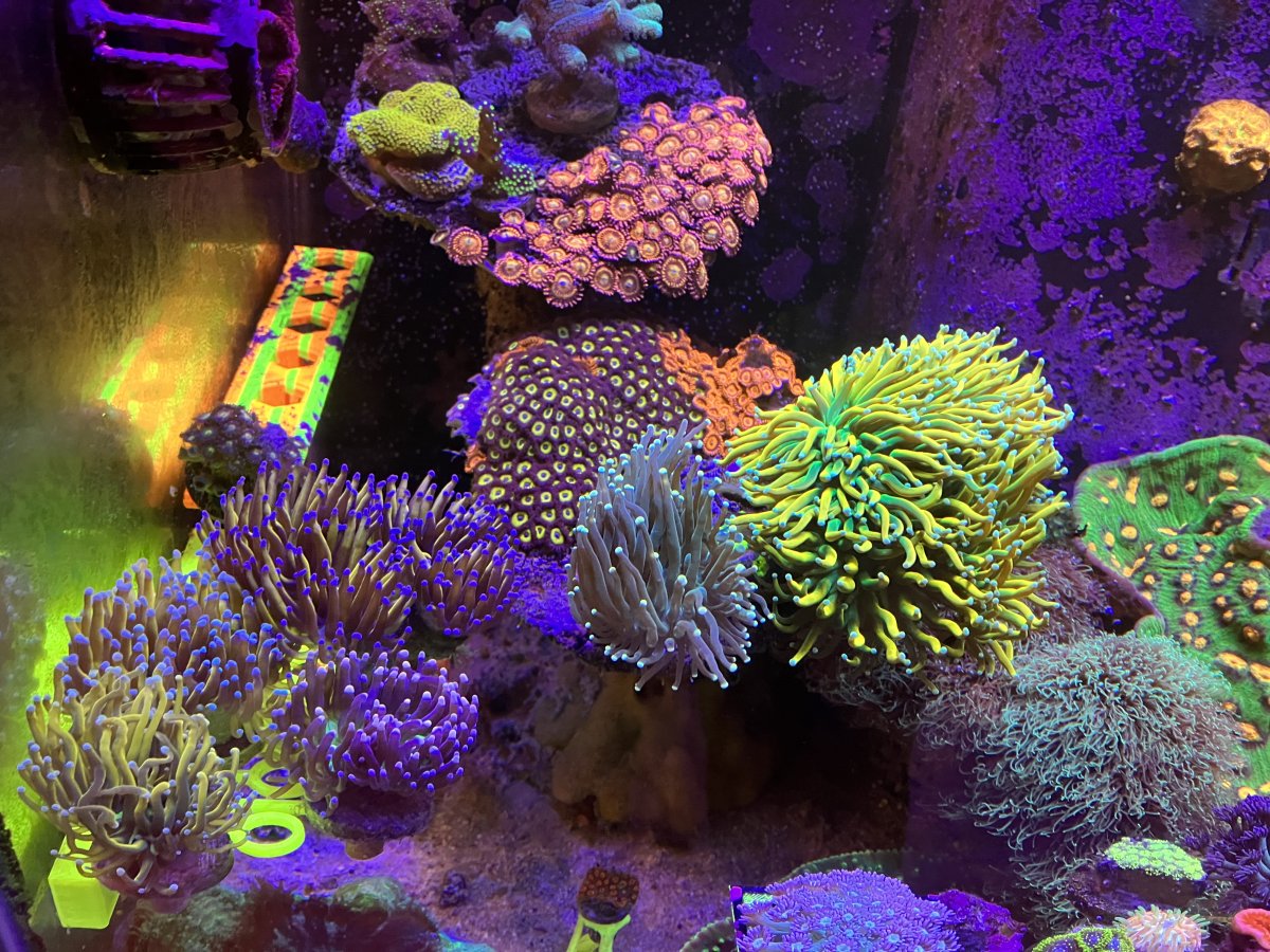 Are protein skimmers really an essential piece of reef keeping ...
