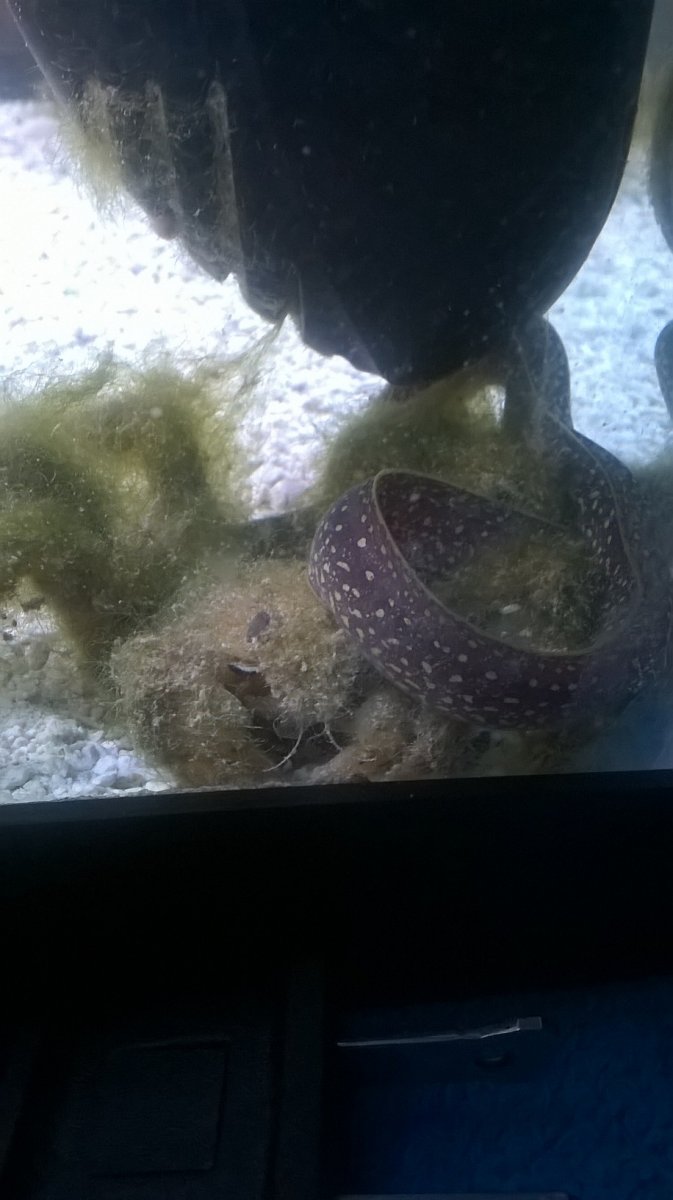 Decor crab and Moray Eel.jpg