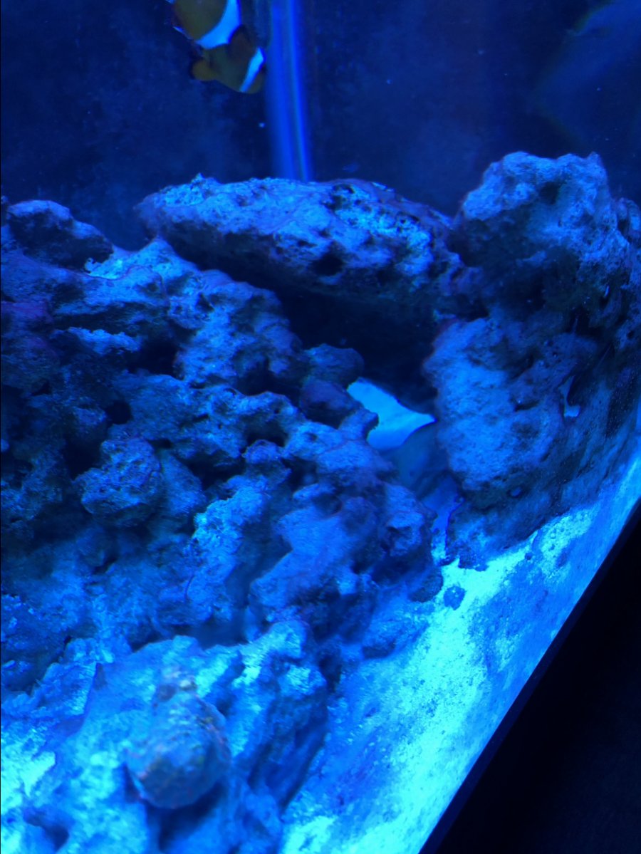 Dwarf golden moray eel | Reef2Reef