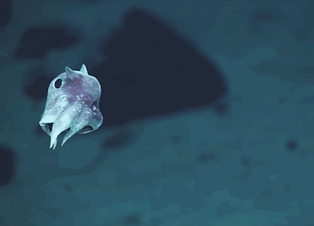 deep-sea-creatures-new-species-okeanos-explorer-1.gif