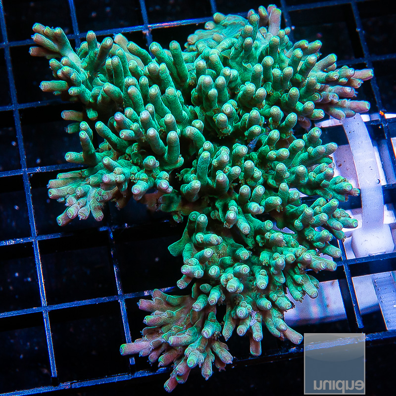 Deepwater Acropora Colony 229 120.JPG