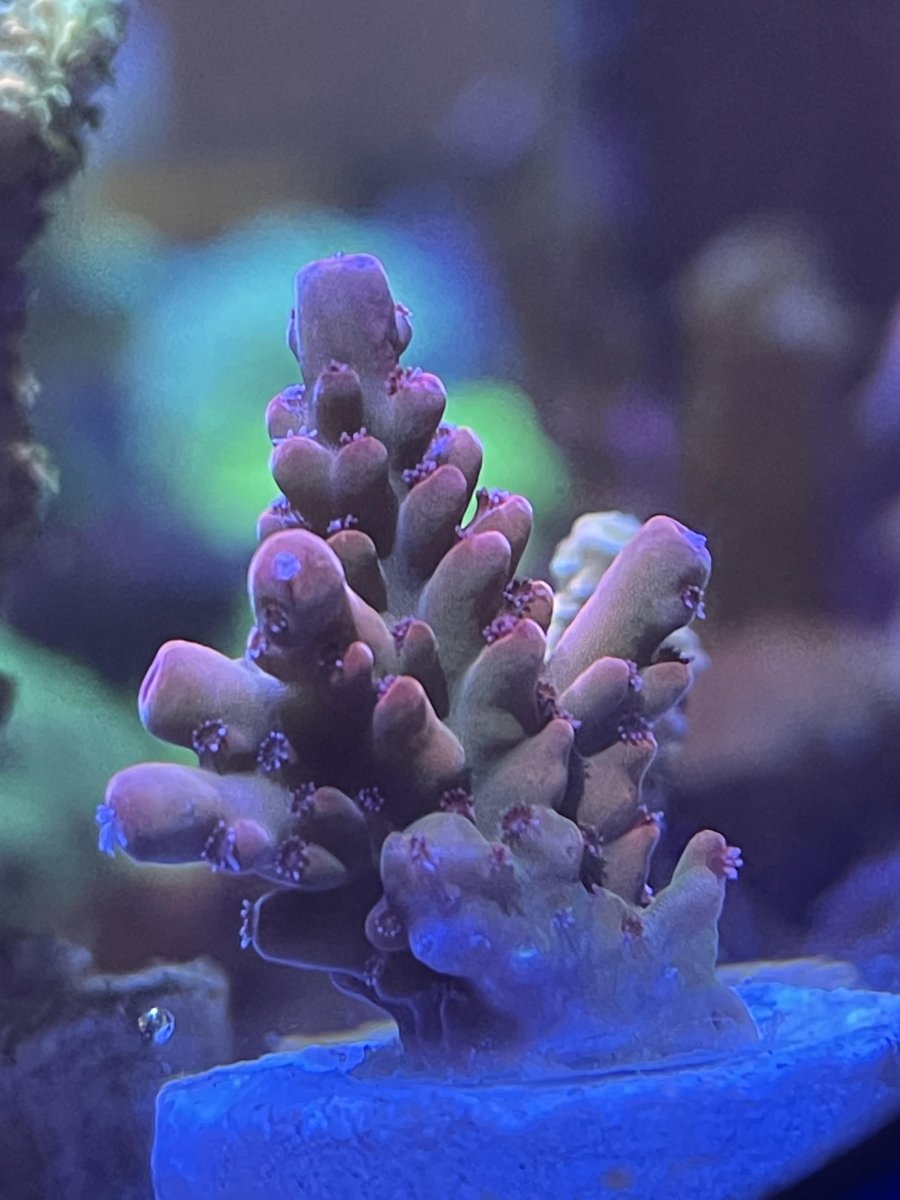 deepwateracro.jpg