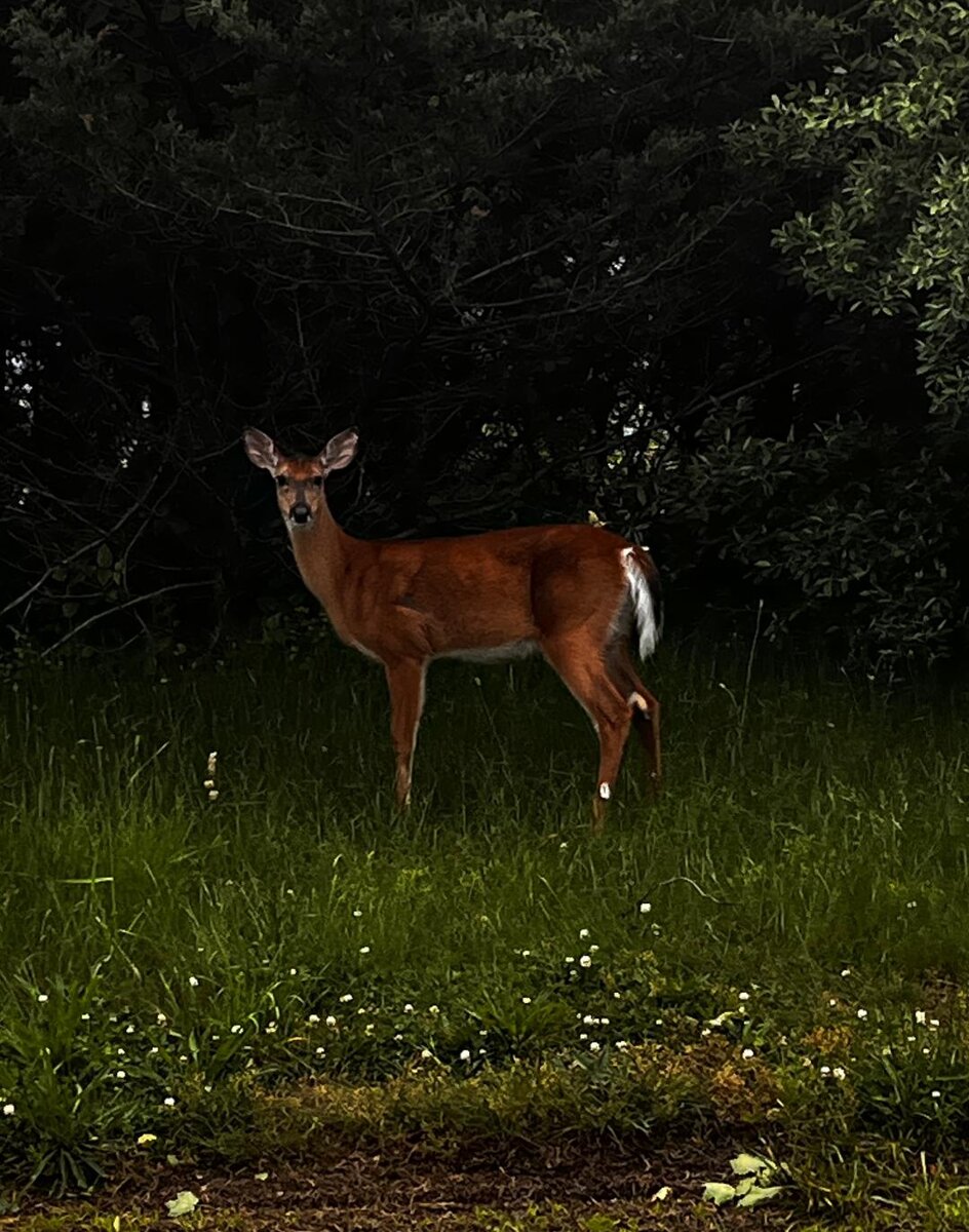 Deer.jpg