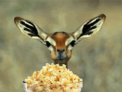 DeerEatingPopcorn.gif