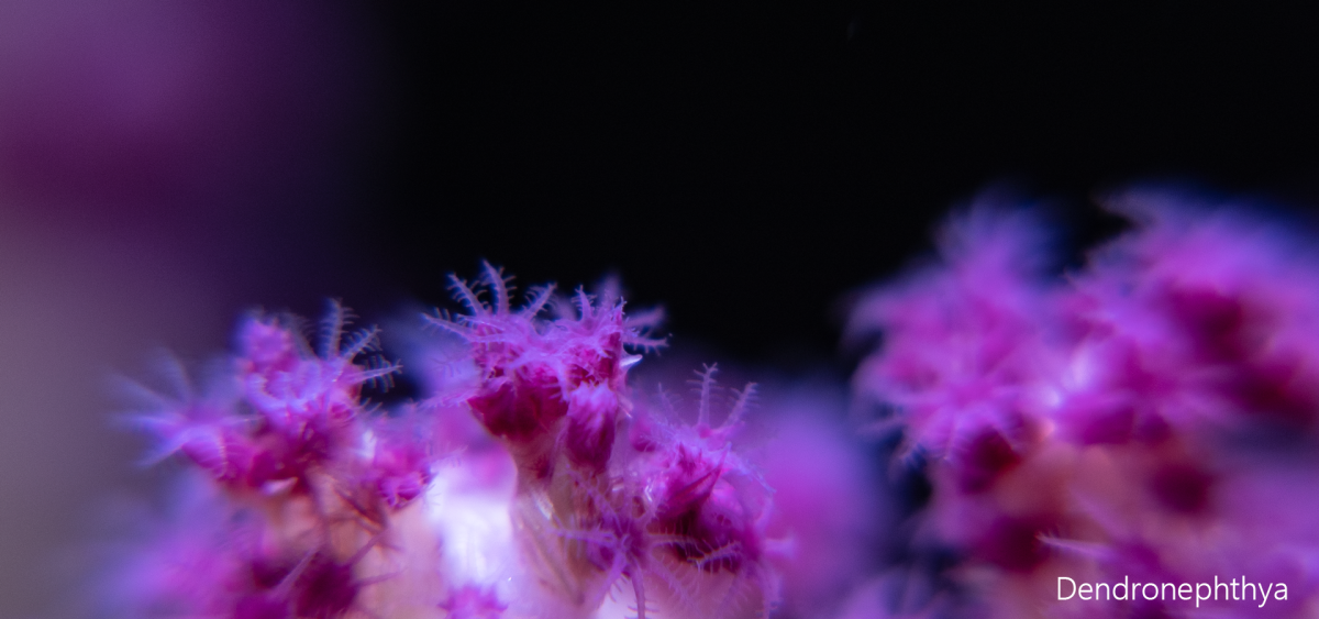 dendronephthya.png