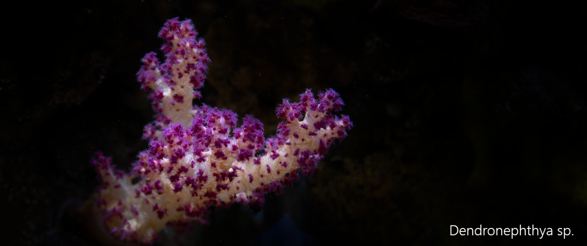 dendronephthya-sp.png