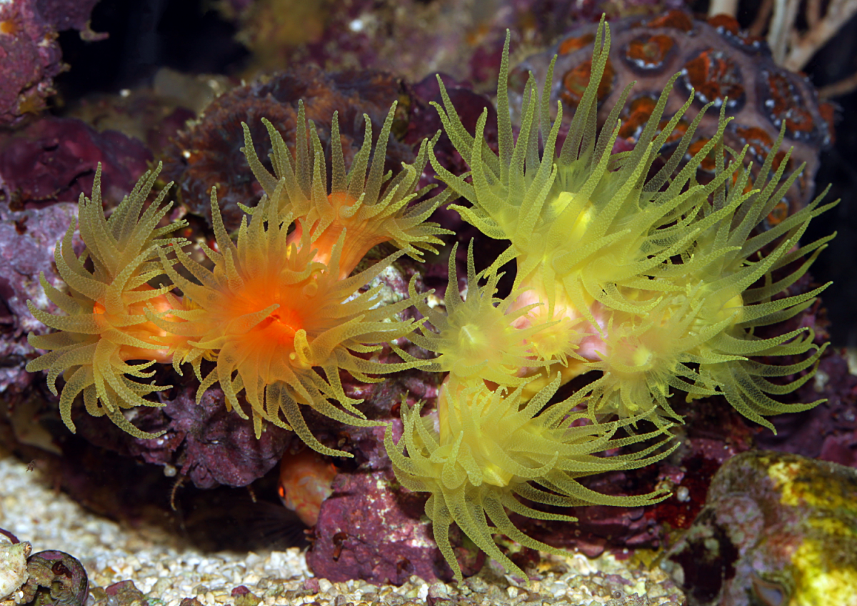 DendrosNPS.png