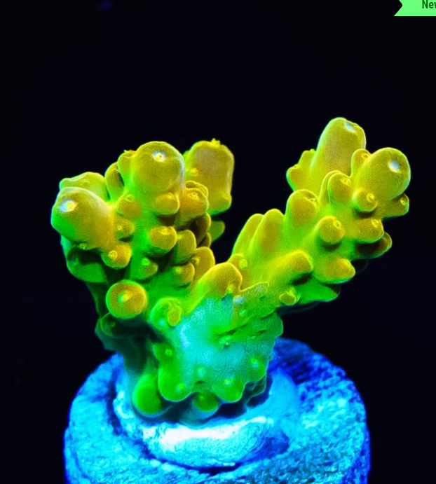 desired_coral_1.png