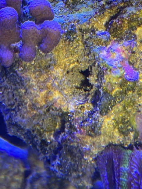 How do you control detritus on the rocks? Reef2Reef