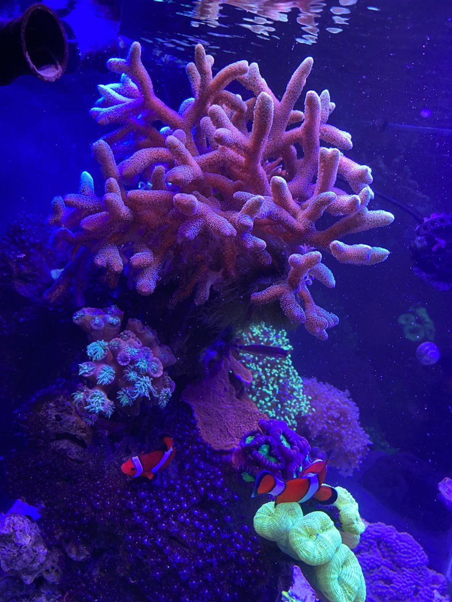 DF151208-D254-4547-86B4-A10E7D4F41B1.jpeg