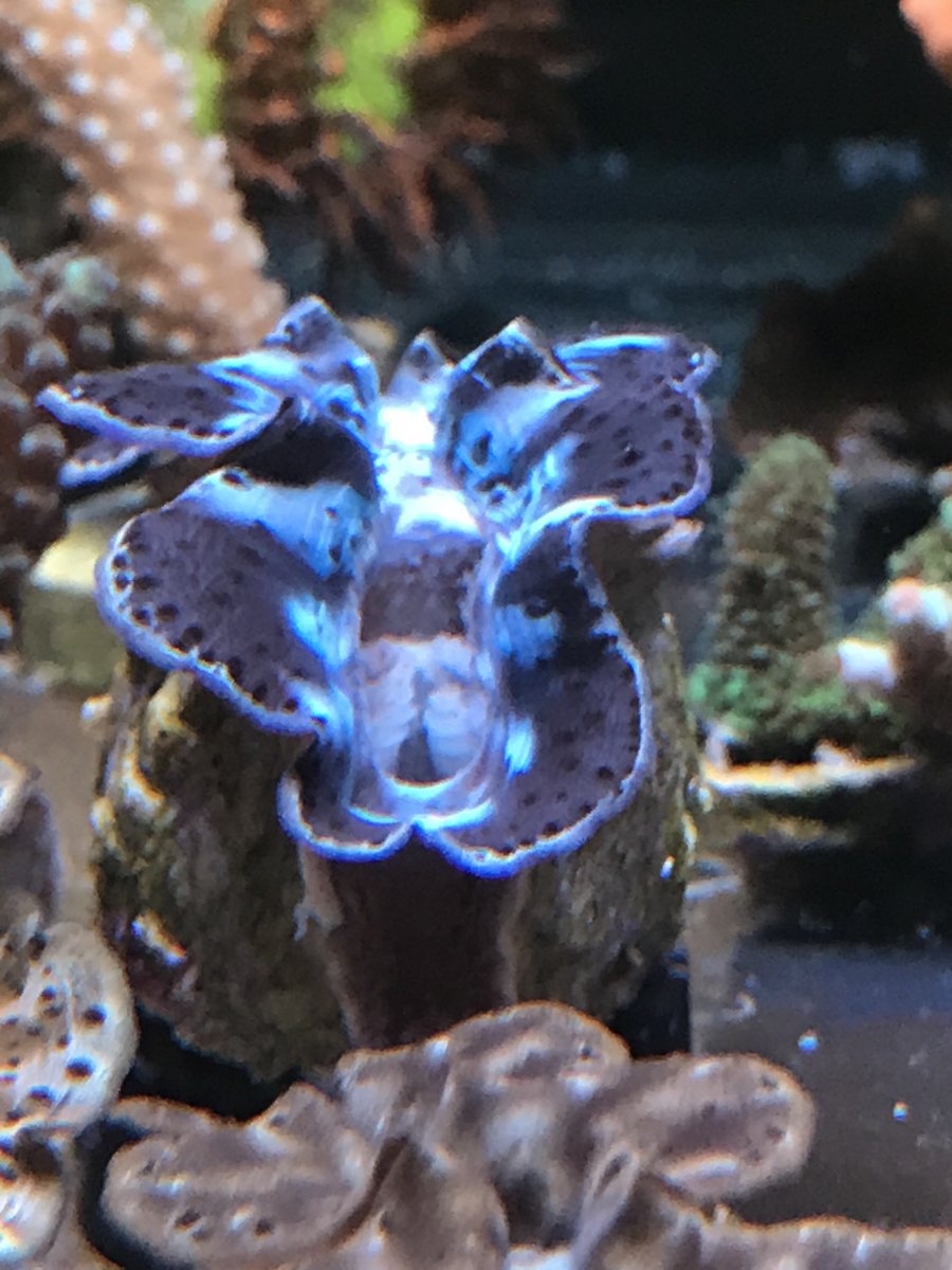 Maxima shop clam gaping