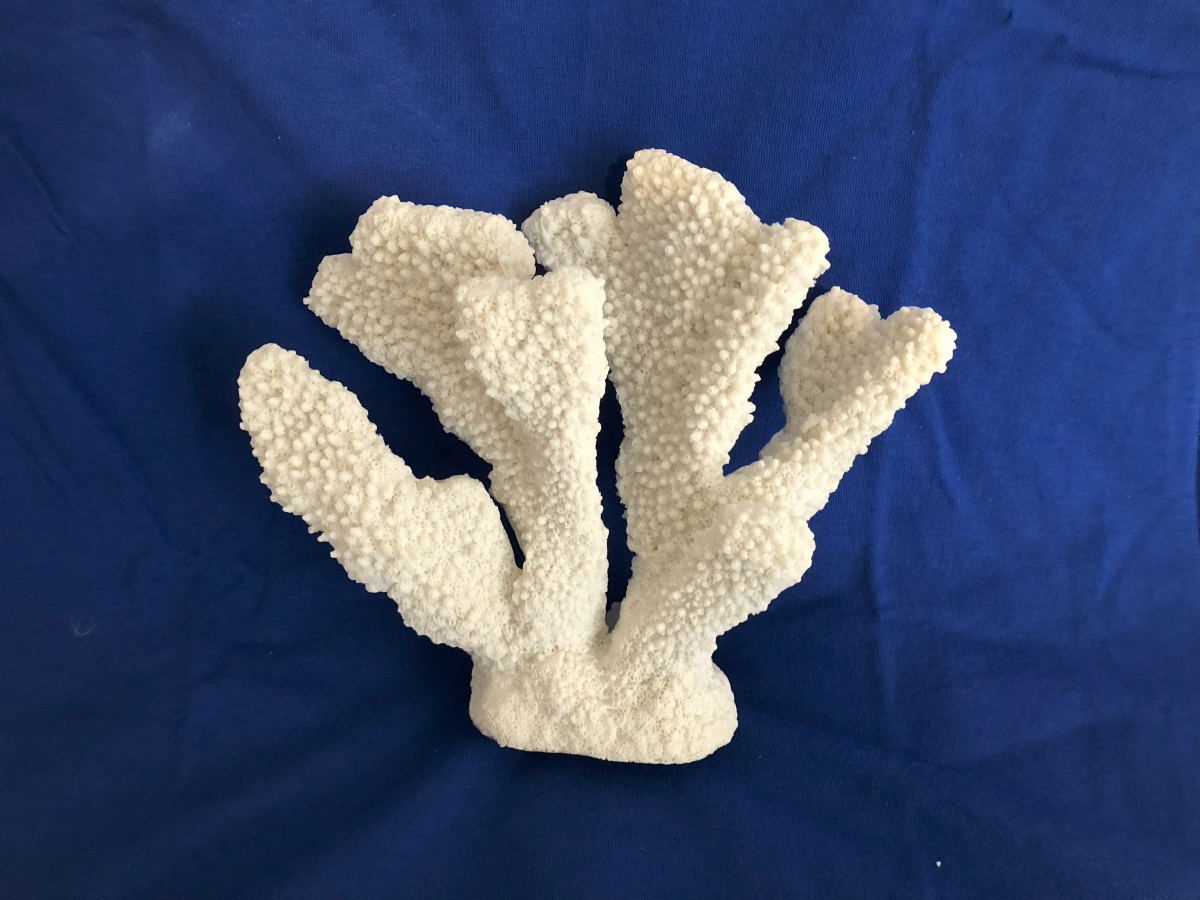 DFWMAS Member Donation of decorative coral.png