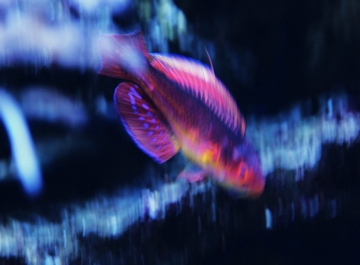 Diamond Tail Flasher.jpeg