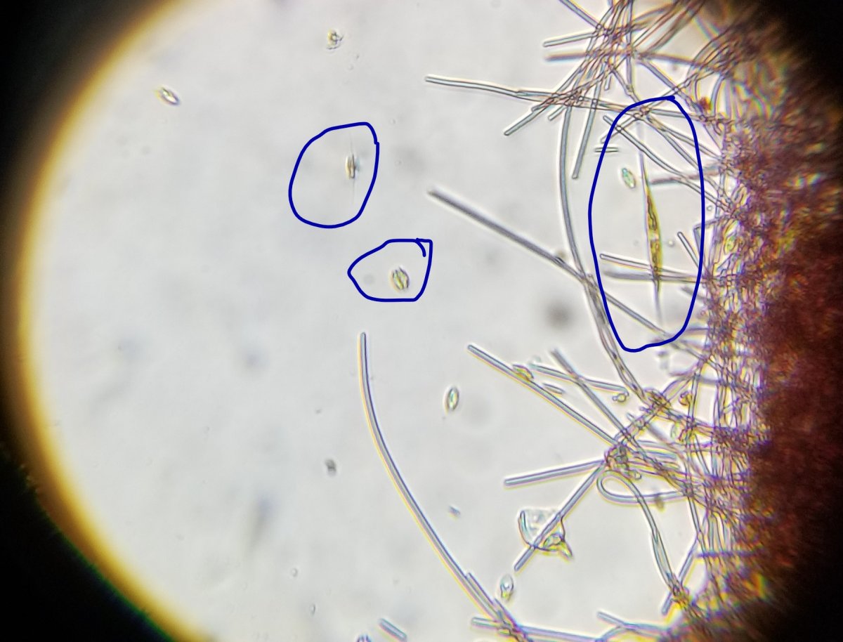 diatoms2.jpg