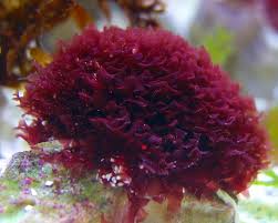 dicoytoa.jpg