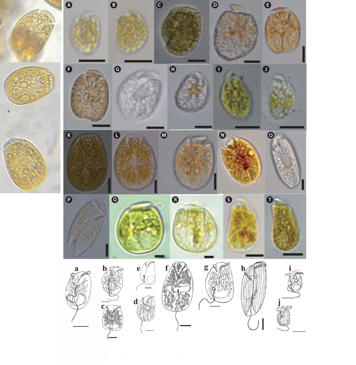 Dinoflagellates - dinos a possible cure!? Follow along and see! | Page ...