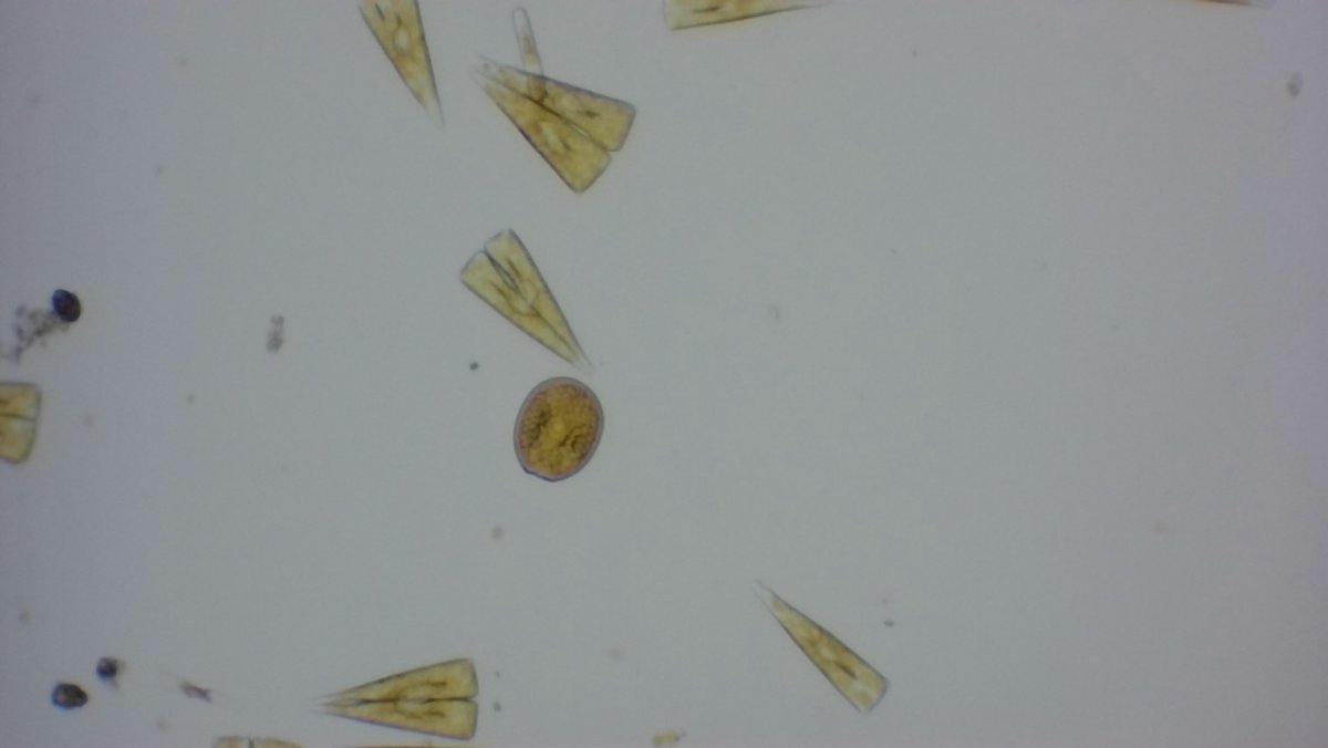 dinoflagellate_1_still.jpg