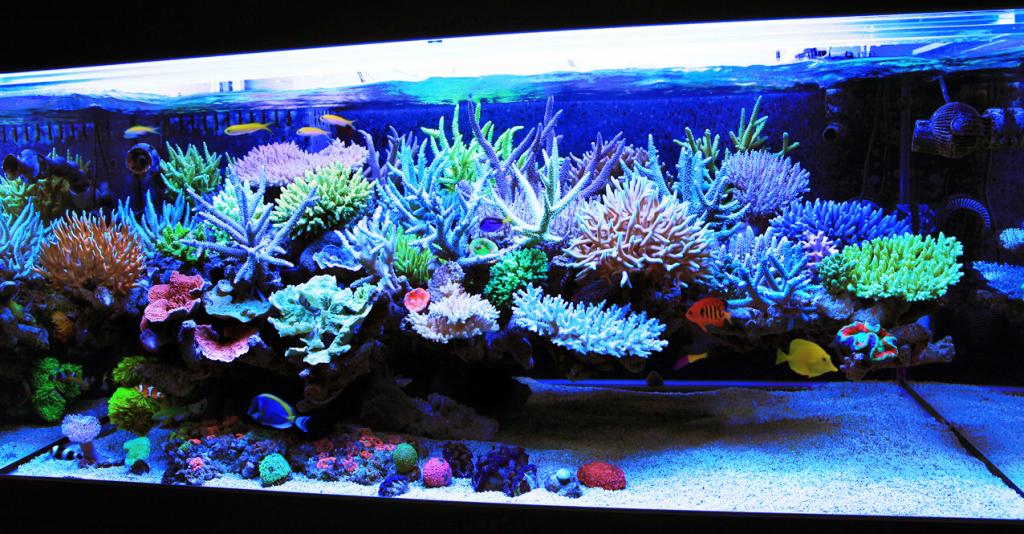 coral reef aquarium
