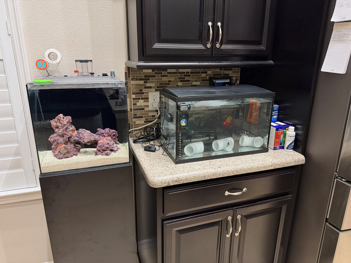 Display and Quarantine.jpeg