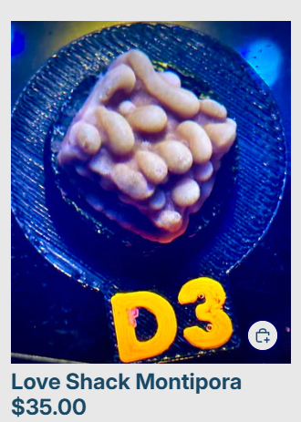 docs love shack monti.png