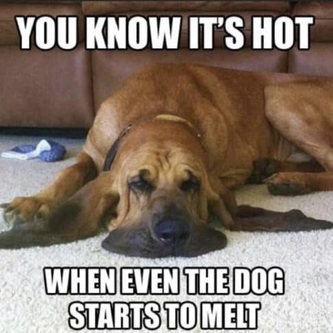 dog melting.jpg