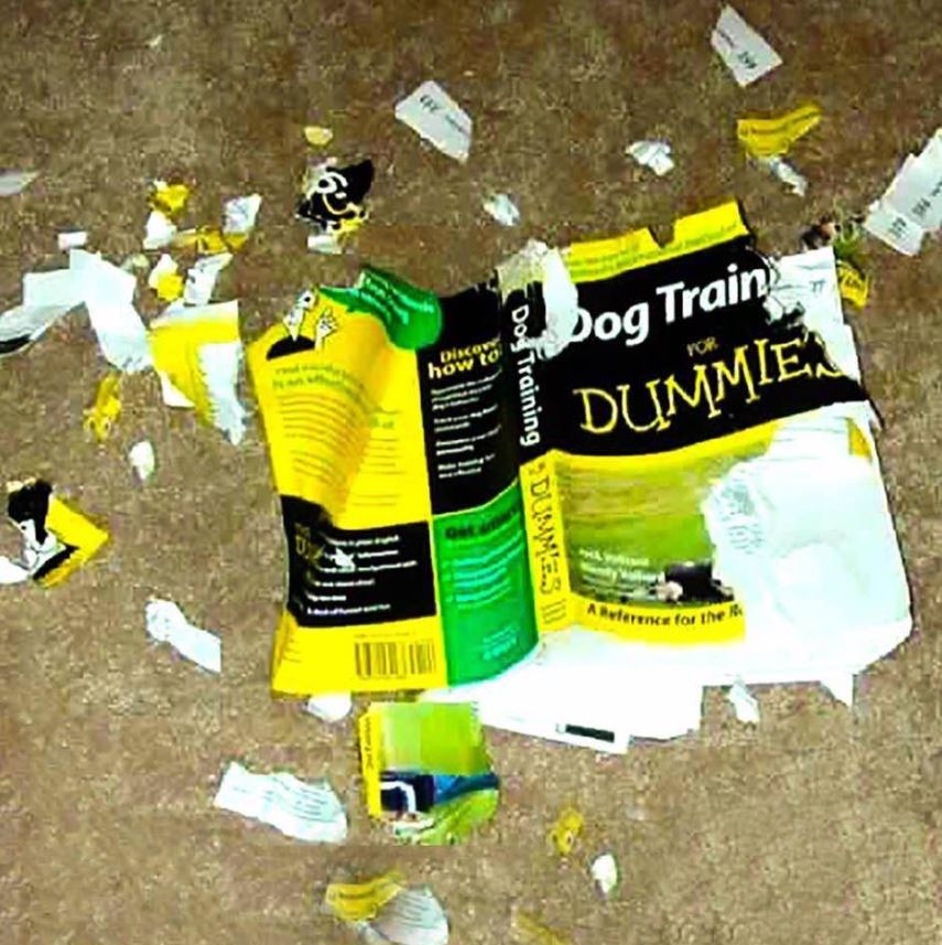 Dog Training for Dummies.JPG