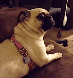 DogConfused.gif