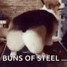 dogs-funny-animals.gif