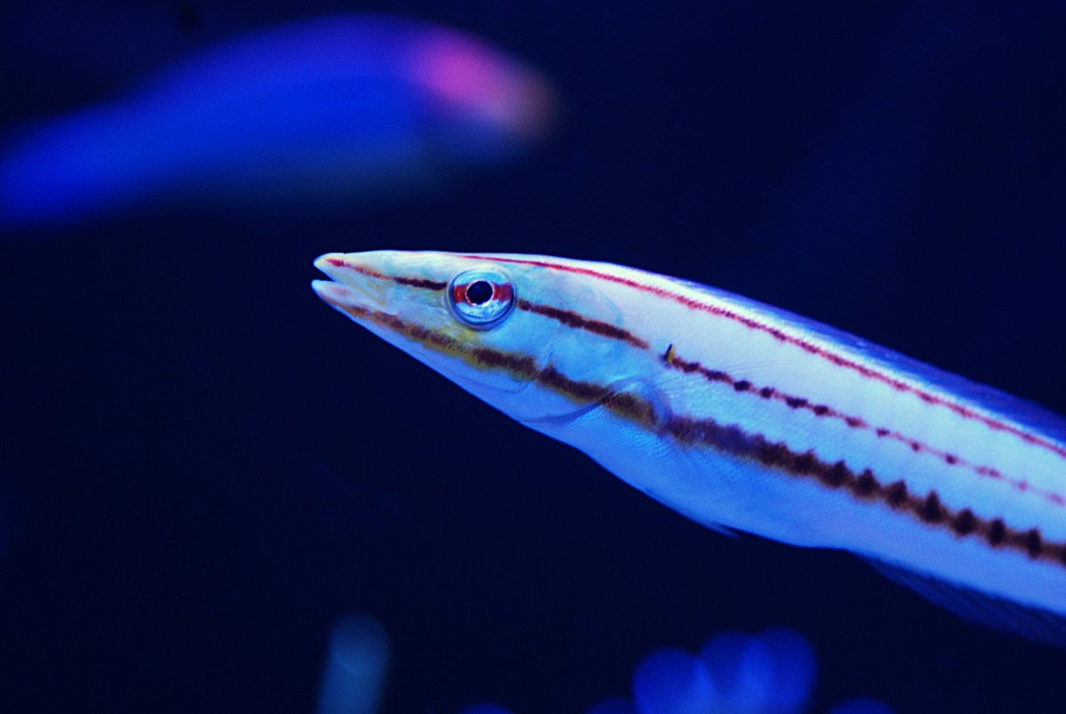 Doiatus Ring Wrasse (3).jpeg