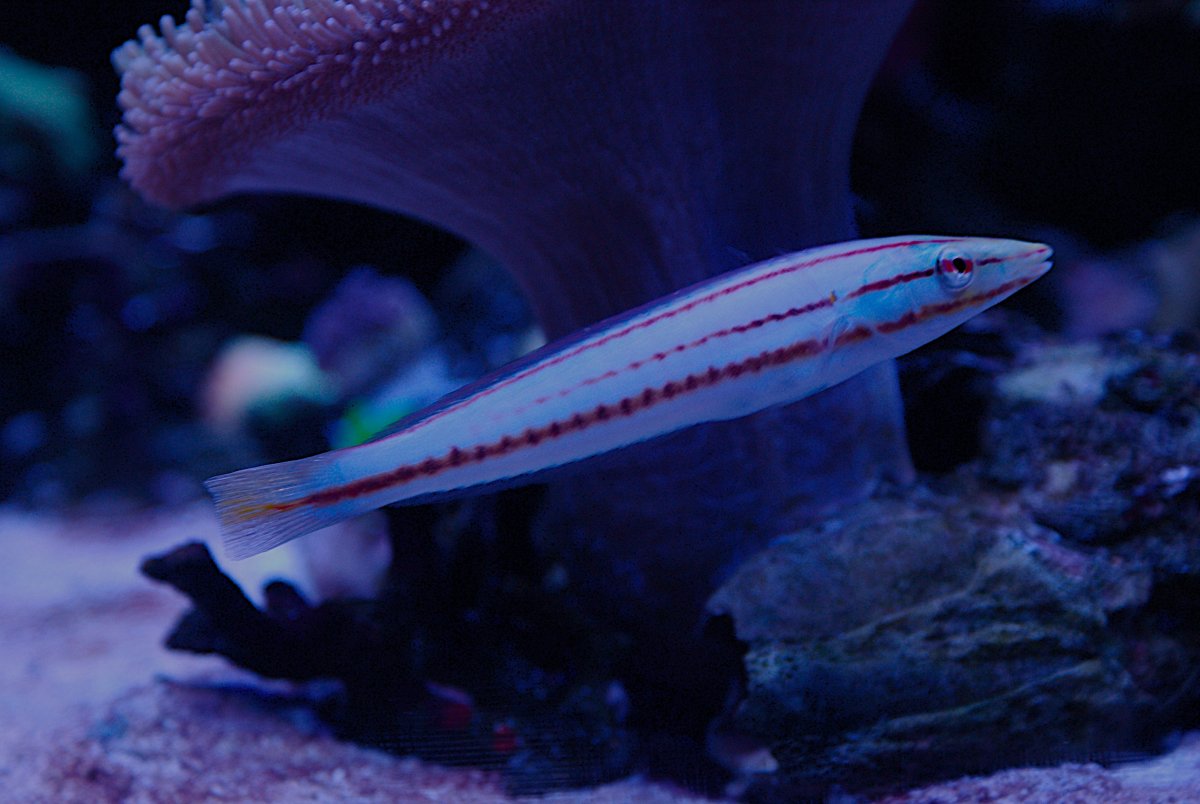 Doliatus Ring Wrasse (2).jpeg