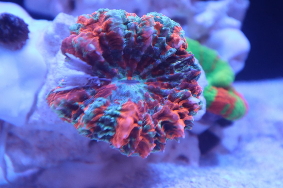 Donut coral.jpg