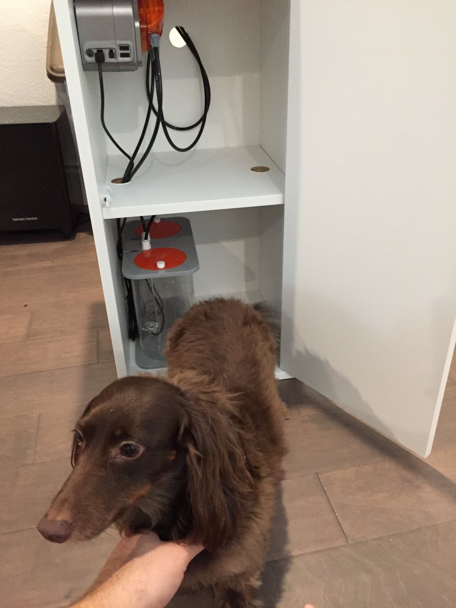 dos_dog.jpg