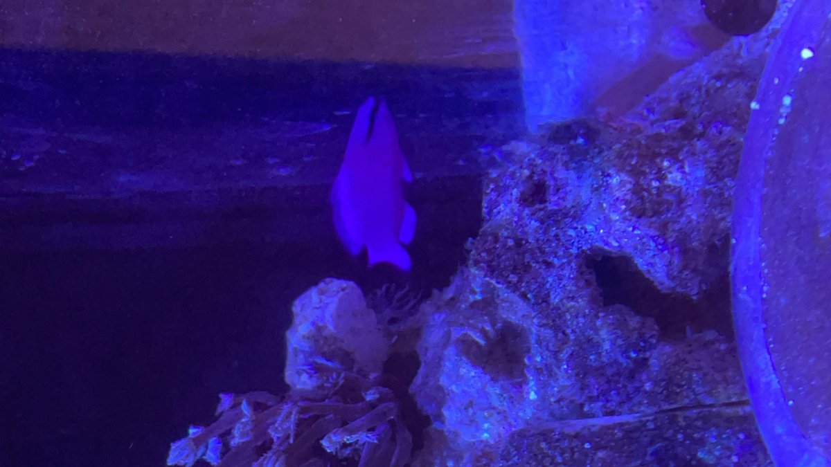 dottyback.jpg