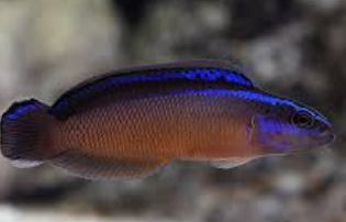 Dottyback.png