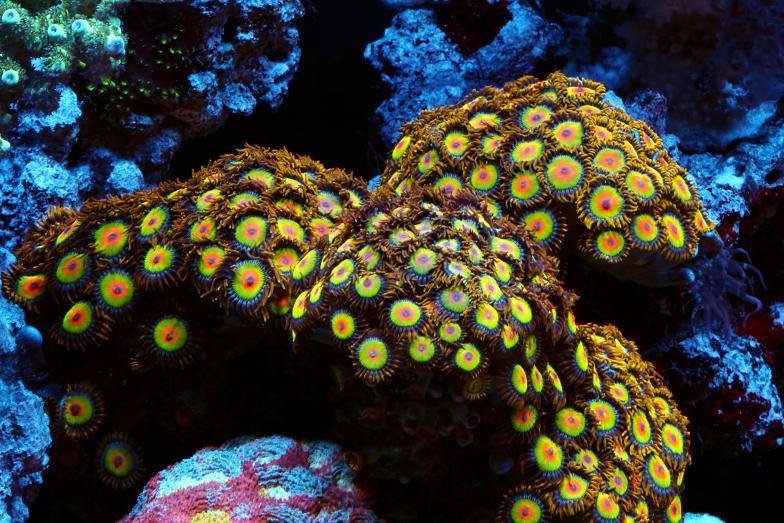 Post up Pictures of your Favorite Colony! | Page 18 | REEF2REEF ...
