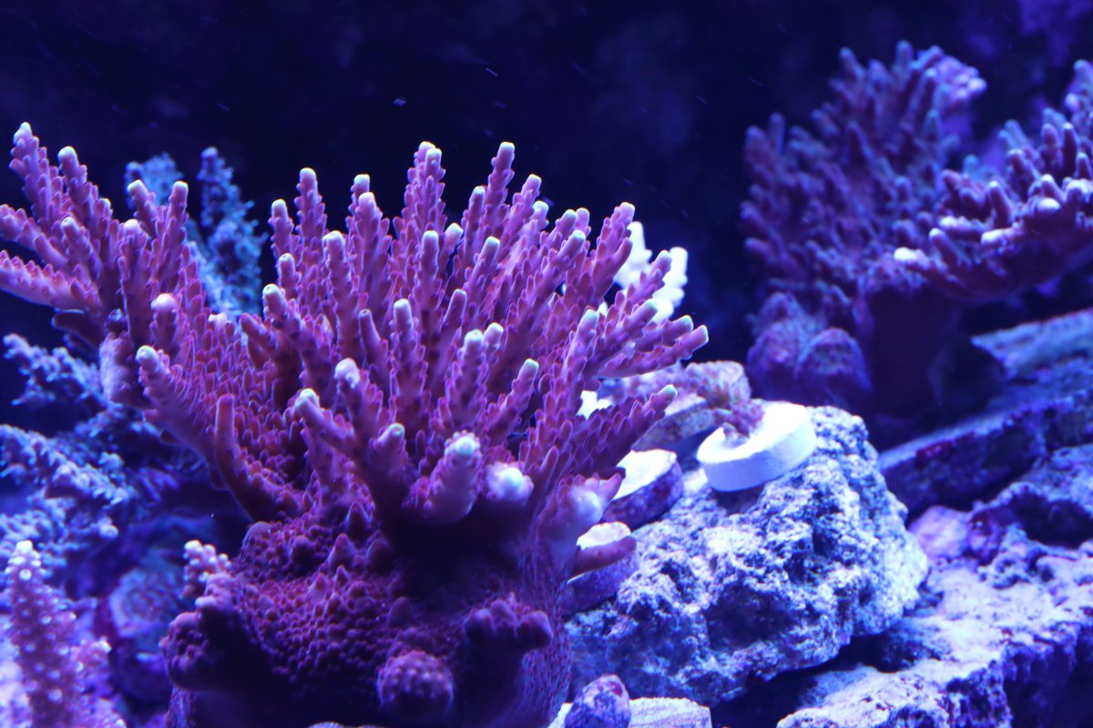 DP2I4977.JPG