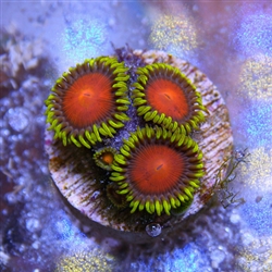 Favourite mon Zoa #0: dragon eyes Favourite mon Zoa #0: dragon eyes