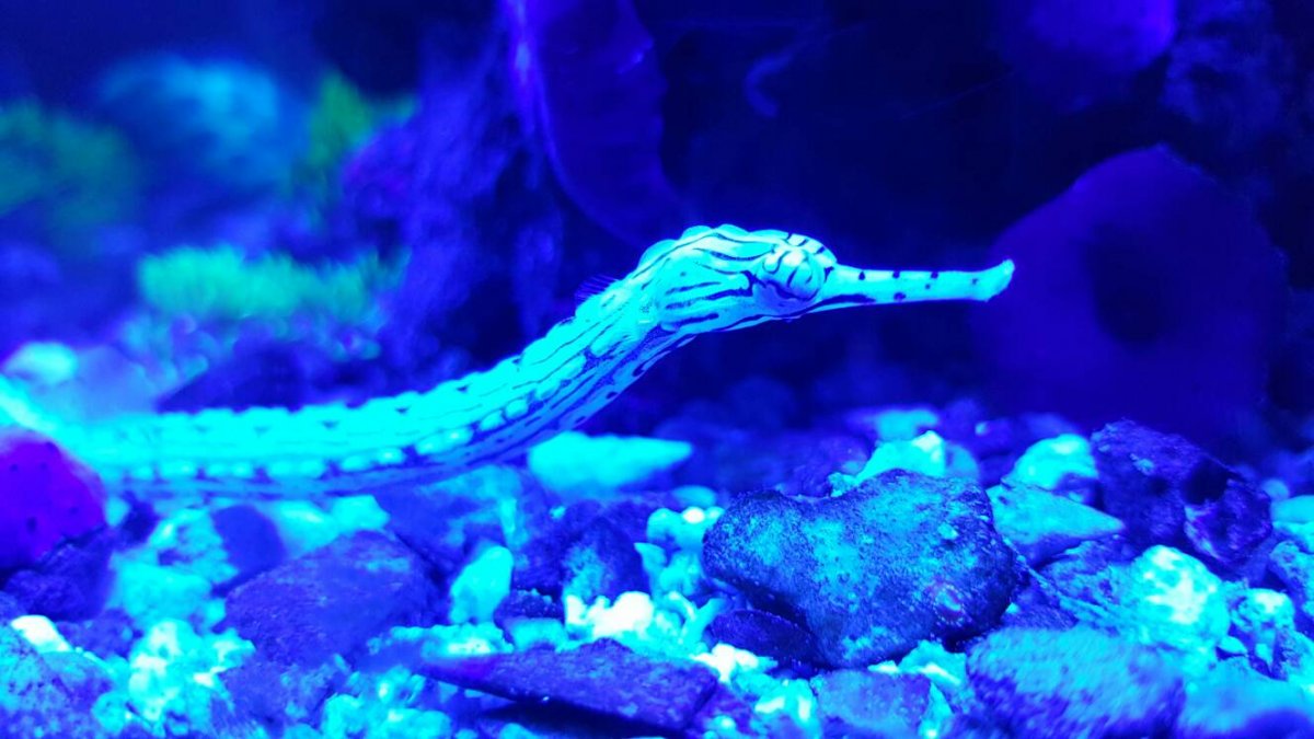 dragon faced pipefish.jpg