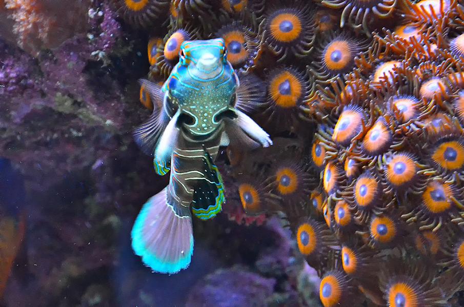Dragonet.jpg