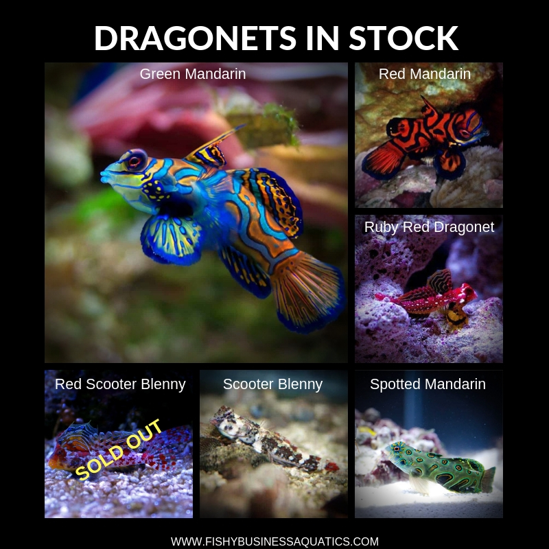 Dragonets IN STOCK (2).jpg