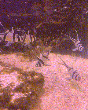 dragonWrasse.gif