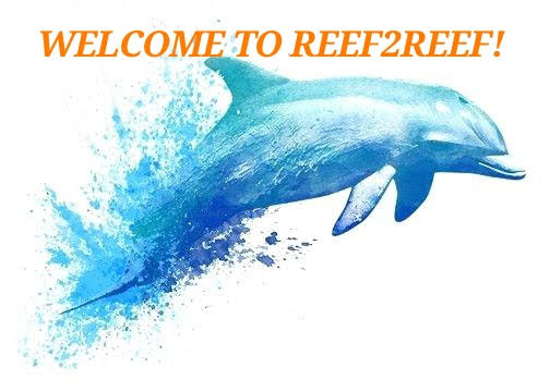 drawing-dolphins-hand-painted-dolphin-cartoon-image-and-fish-images (1).jpg